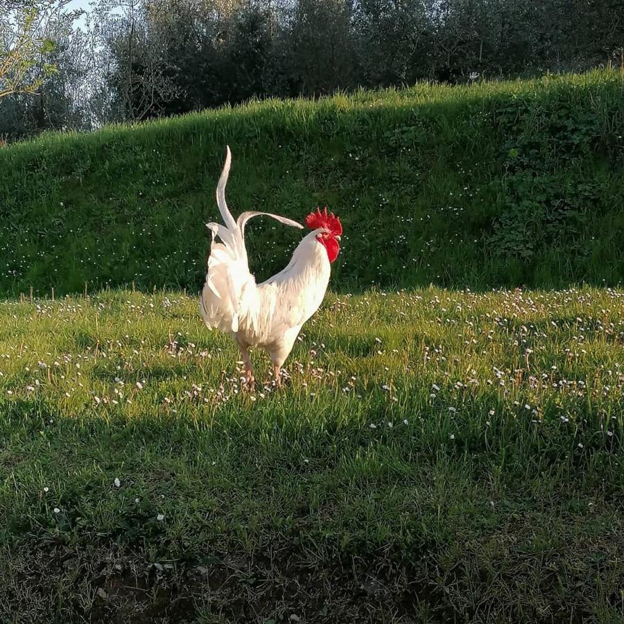 Agriturismo Campolungo Sant'Ermo المظهر الخارجي الصورة